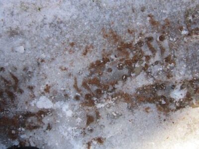 Coconut Coir for Icy Paths Image